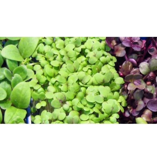 Microgreens Ředkvička Rioja 4 ks 0l