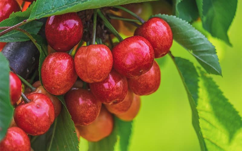 Recept Smoothie třešně s banánem a špenátem - nejsmoothie.cz